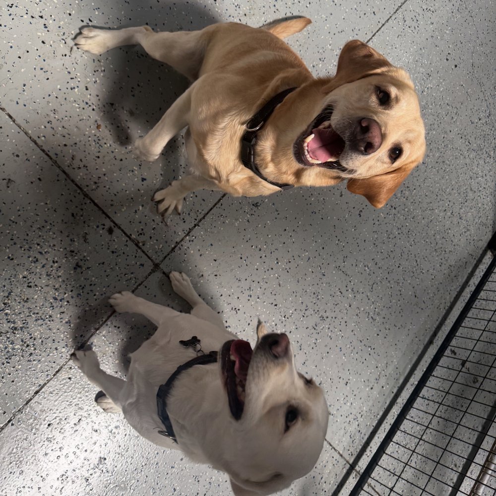 Bentley's Ruff House - pet boarding facility in Roseville, CA