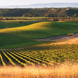 Wine Tasting Designated Drivers