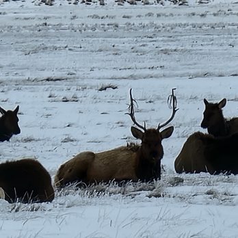 National Elk Refuge Sleigh Rides - Parks Near Me - Jackson, Wyoming National Elk Refuge Sleigh Rides - Parks Near Me - Jackson, Wyoming