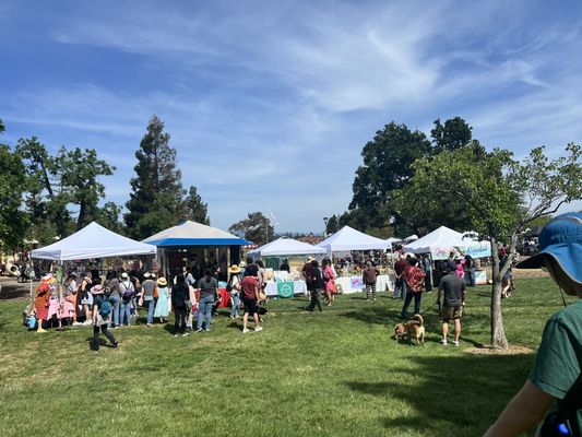 Cupertino Cherry Blossom Festival by null