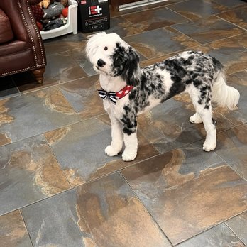 Cristy's Grooming - Pet Groomers Near Me - Melbourne, Florida Cristy's Grooming - Pet Groomers Near Me - Melbourne, Florida