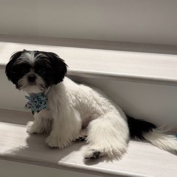 La Petite Pooch - Pet Groomers Near Me - Jupiter, Florida