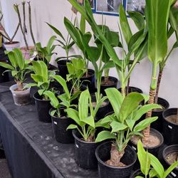 Konishi Plumeria - Plumeria plants