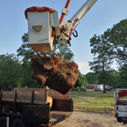 Discount Tree Services - Piecing out trunk that was overhanging roof