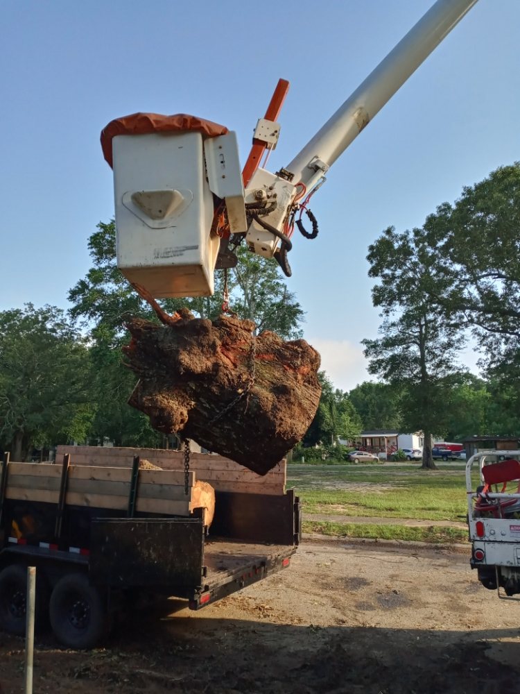 DISCOUNT TREE SERVICES Updated July 2024 16 Photos Pensacola