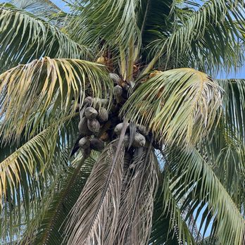 Fruit & Spice Park - Parks Near Me - Homestead, Florida