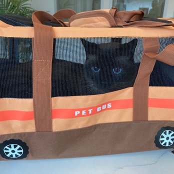 Cat Boarding by Nourish - Bye bye my kitty cat. Enjoy your vacation!! - Pet Stores Near Me - Houston, Texas