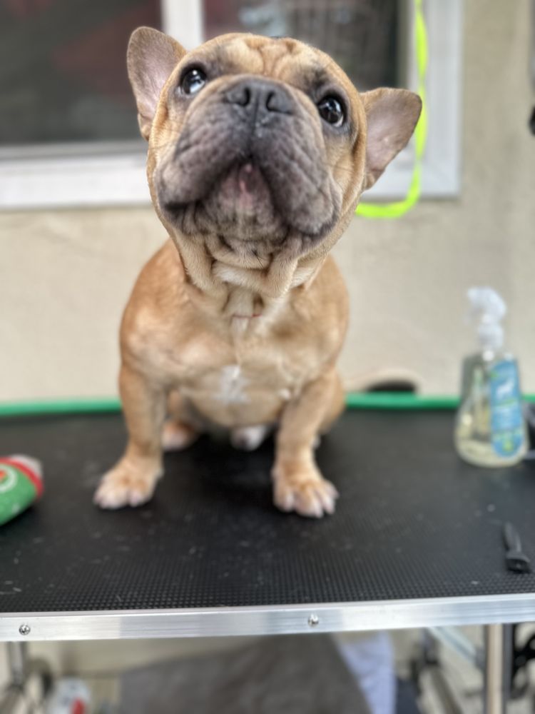 FURESHH DOG GROOMING Updated August 2024 46 Photos 335 W Florence