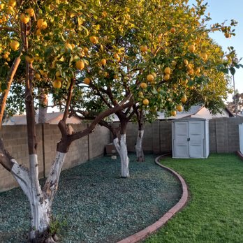 Rony Tree Service - Side view of 3 citrus trees - Tree Services Near Me Rony Tree Service - Side view of 3 citrus trees - Tree Services Near Me