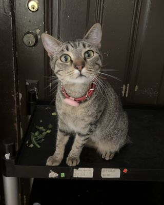 Santa Clara Organic Market by null