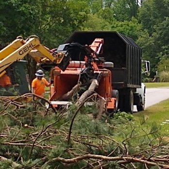 Black Bear Tree Service - Tree Services Near Me - Clayton, North Carolina Black Bear Tree Service - Tree Services Near Me - Clayton, North Carolina