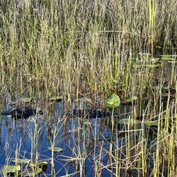 Coopertown Airboats - Mr gator!