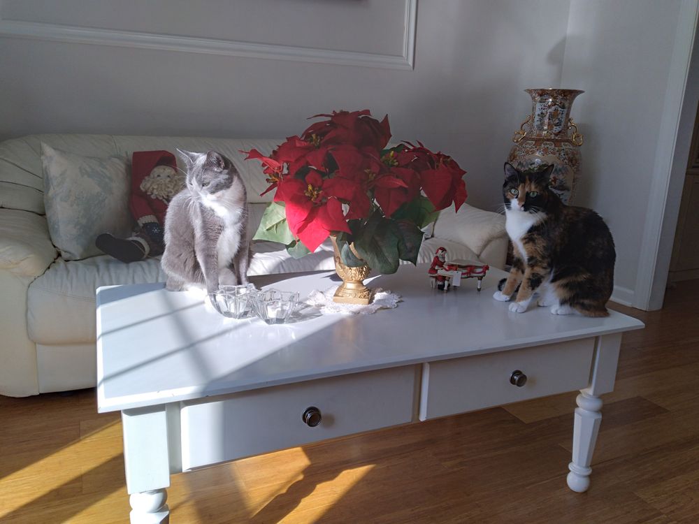 Paws N Claws Image