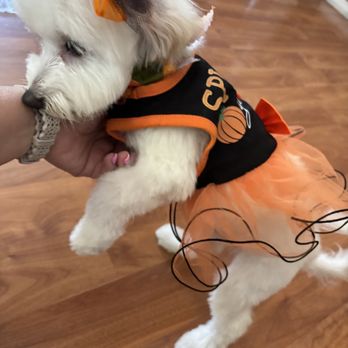 Ooh Puppy - Bella's first Halloween - Pet Groomers Near Me - La Mirada, California