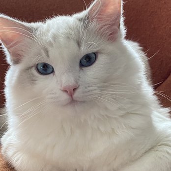 Ragmeister Ragdolls - Pet Breeders Near Me Ragmeister Ragdolls - Pet Breeders Near Me