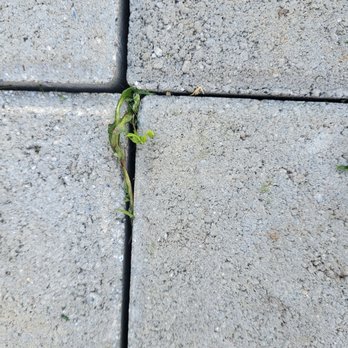 Lawn and Order Landscaping - Incompetent is an understatement. - Landscaping Near Me - York, Pennsylvania Lawn and Order Landscaping - Incompetent is an understatement. - Landscaping Near Me - York, Pennsylvania