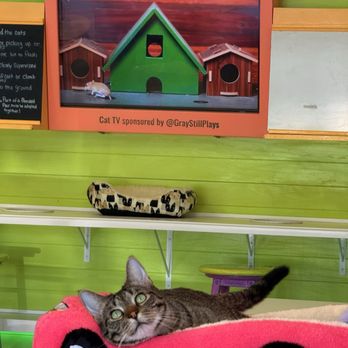 Cattyshack Cat Cafe - Themed Cafes Near Me - Fort Myers, Florida Cattyshack Cat Cafe - Themed Cafes Near Me - Fort Myers, Florida