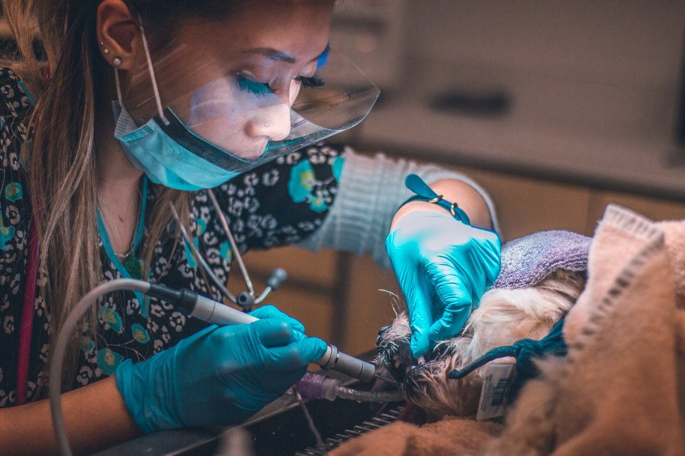 UNI PET CLINIC SAN JOSE 79 Photos & 100 Reviews Veterinarians