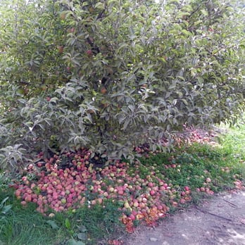 Riley's Farm - Apple orchard - Fruits & Veggies Near Me - Oak Glen, California