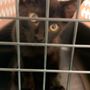 Photo of Animal Wellness Center of Pontiac