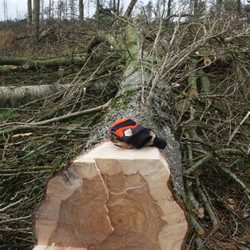 MJB Landscape Gardening - Tree felling training in Scotland.