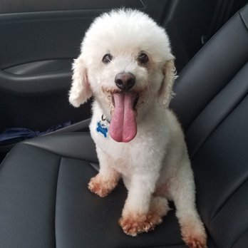 Petco - Its a little cloud! - Pet Training Near Me - Middletown, Rhode Island