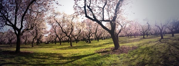 Parque de la Quinta de los Molinos by null