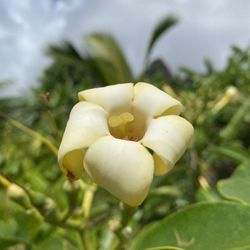 Pua