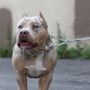 Photo of Flashy Kennels