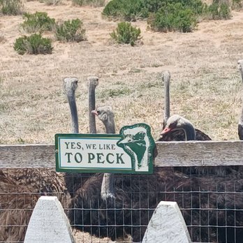 Ostrichland USA - Ostriches and emus - Attraction Farms Near Me - Solvang, California