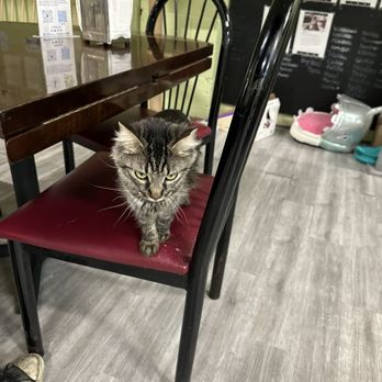 The Kitty Beautiful - Cafes Near Me - Orlando, Florida The Kitty Beautiful - Cafes Near Me - Orlando, Florida