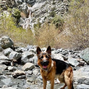 San Antonio Falls - Mason was able to play freely a few yards down stream, away from the crowd. - Hiking Near Me - Mount Baldy, California