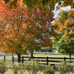 White Oak Lavender Farm - Grounds