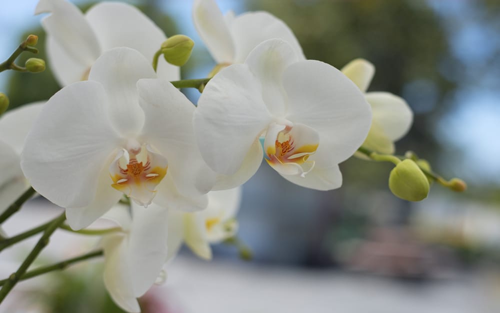 Photo of Sweet Floral - San Diego, CA, United States