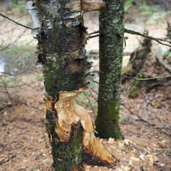Aroostook National Wildlife Refuge - Beaver wus here