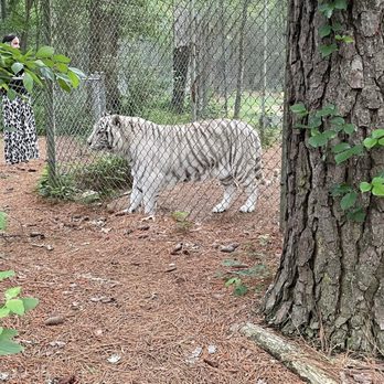 Carolina Tiger Rescue - Animal Shelters Near Me - Pittsboro, North Carolina Carolina Tiger Rescue - Animal Shelters Near Me - Pittsboro, North Carolina