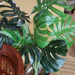 I want that plant. I want that plant.