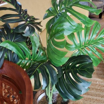 Two Frogs Hugging - I want that plant. - Furniture Stores Near Me - Lihue, Hawaii Two Frogs Hugging - I want that plant. - Furniture Stores Near Me - Lihue, Hawaii