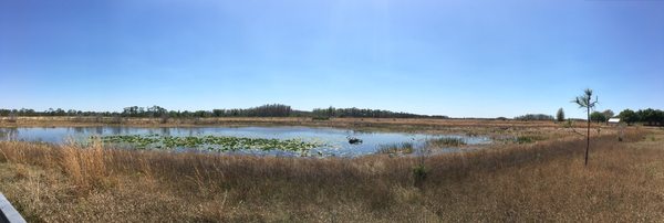 The Nature Conservancy's Disney Wilderness Preserve by null