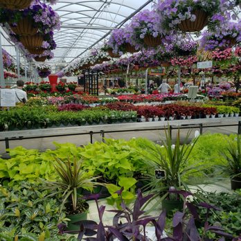 Koetsier's Greenhouse - Nurseries & Gardening Near Me - Grand Rapids, Michigan Koetsier's Greenhouse - Nurseries & Gardening Near Me - Grand Rapids, Michigan