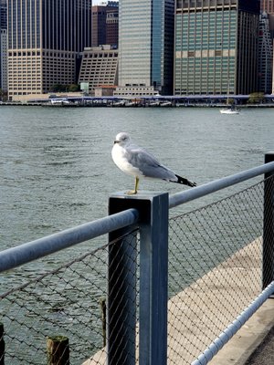 Brooklyn Bridge Park - Pier 1 by null