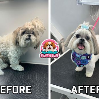 Fluff N Buff - Shih Tzu - Pet Groomers Near Me - Fairfield, California