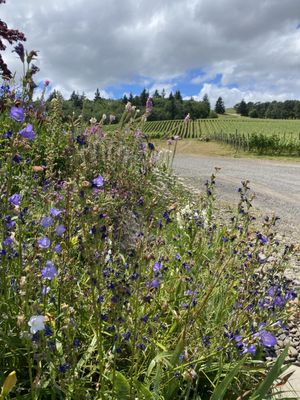 Cristom Vineyards by null