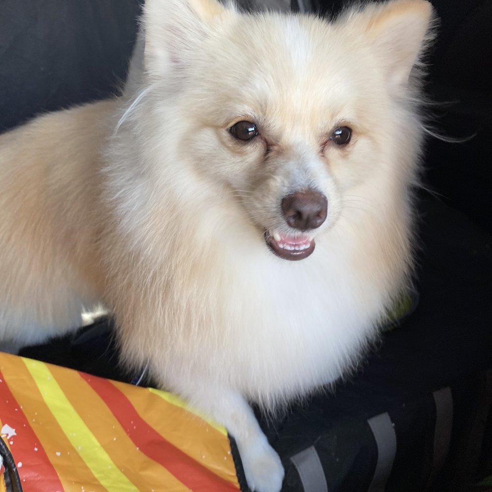 Nail cut and file Ear cleaning Full groom includes bath (shampoo & Conditinor) Full groom includes bath (shampoo & Conditinor) Nail cut and file Ear cleaning Full groom includes bath (shampoo & Conditinor) Full groom includes bath (shampoo & Conditinor)