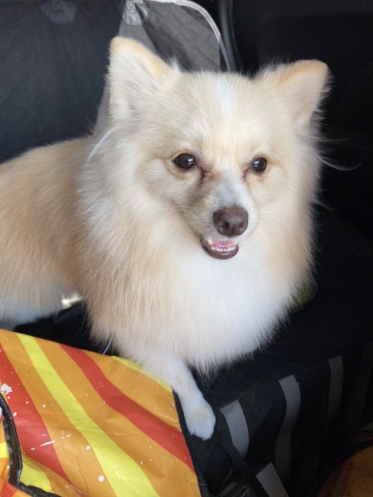 PAWS AND JAWS Updated August 2024 15 Photos & 48 Reviews 15664