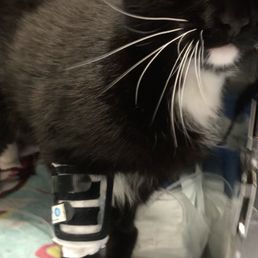 Sharing screenshot of the video update they sent of my little Burrito. Seeing his  upbeat energy calmed my heart and gave me so much hope.