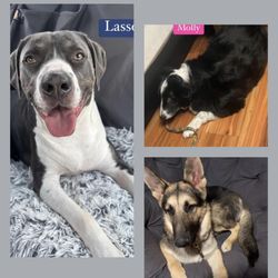 SPCA of Tennessee