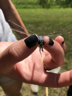 Historic Corolla Park by null