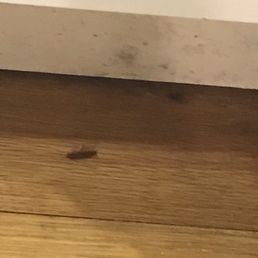 The attitude of upper management towards the cockroaches in my apartment was.... that I was just unlucky..... The attitude of upper management towards the cockroaches in my apartment was.... that I was just unlucky.....