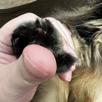Alex the Cat Groomer - Bothell - bloody nails - Pet Groomers Near Me - Bothell, Washington
